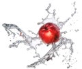 Water splash with nectarine isolated Royalty Free Stock Photo