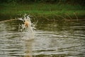Water splash in a pond with a yellow ball jumping off the pond