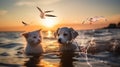 water splash ,seagull fly ,dog and cat play in sea water on beach at sunset Royalty Free Stock Photo