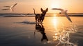 water splash ,seagull fly ,dog play in sea water on beach at sunset Royalty Free Stock Photo