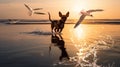 water splash ,seagull fly ,dog play in sea water on beach at sunset Royalty Free Stock Photo