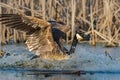 Water splashes around a Canada goose, Branta canadensis, as it lands in an Indiana wetland