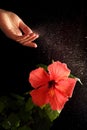 Water splashes over the hibiscus flower Royalty Free Stock Photo