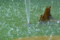 Water Splashes On The Surface Of The Pond Fountain In The Lotus Pond Garden Royalty Free Stock Photo