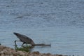 Water splashing as Great Blue Heron dives in after a fish Royalty Free Stock Photo