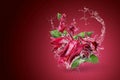 Water splashing on Roselle Hibiscus sabdariffa red flower on red background Royalty Free Stock Photo