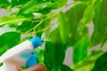 Spraying water on green home plant