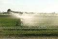 An agricultural hand line sprinkler in a wheat field.