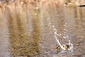 Water sprays upward, as a rock splashes into the pond