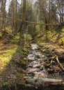 Water spring that flow among fallen trees and rocks. Forest landscape with water stream Royalty Free Stock Photo