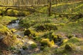 Water spring that flow among fallen trees and rocks. Forest landscape with water stream Royalty Free Stock Photo