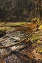 Water spring that flow among fallen trees and rocks. Forest landscape with water stream Royalty Free Stock Photo