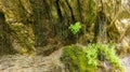 Water spring in mossy rocks