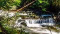 Water from the spring snow melt tumbling over Logs and Boulders on Mcgillivray Creek between Whitecroft and Sun Peaks