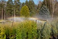 Water sprinkler system working on a garden nursery plantation. Water irrigation system Royalty Free Stock Photo