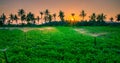 Water sprinkler system working in a green vegetable garden at sunset. Selective focus Royalty Free Stock Photo