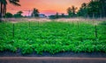 Water sprinkler system working in a green vegetable garden at sunset. Selective focus Royalty Free Stock Photo