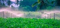 Water sprinkler system working in a green vegetable garden at sunset. Selective focus Royalty Free Stock Photo