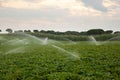 Water Sprinklers Royalty Free Stock Photo