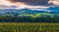 Water Standing in Vineyard With Rolling Hills In The Distance Royalty Free Stock Photo