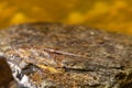 Water Stick Insect - Ranatra linearis, Czech Republic wildlife