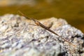 Water Stick Insect - Ranatra linearis, Czech Republic wildlife Royalty Free Stock Photo