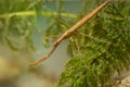 Water Stick Insect - Ranatra linearis Royalty Free Stock Photo