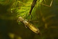 Water Stick Insect - Ranatra linearis under water with caught prey