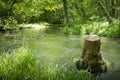 Water stream with a cut down tree in the middle Royalty Free Stock Photo