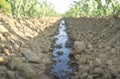 Water stream flows by dry ground at cornfield