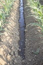 Water stream flows by dry ground at cornfield