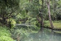 The water in the stream is green and bright green tree at Kapao waterfall National Park ,Chumphon in Thailand Royalty Free Stock Photo