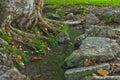 Water stream passing by the roots of a big old tree at dawn in Topcider park