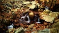 Water stream with small waterfalls in the river. Slovakia Royalty Free Stock Photo