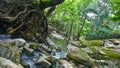 Water Stream trough rocky roots forest Royalty Free Stock Photo