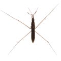 Water strider Royalty Free Stock Photo