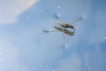 Water strider Royalty Free Stock Photo