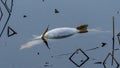 Water strider bug rests on a large dead fish carcass in lake water.