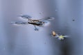 water strider Royalty Free Stock Photo