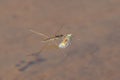 Water strider eating an insect prey on the shoreline waters of Lake Superior in the Upper Peninsula of Michigan in the Porcupine M Royalty Free Stock Photo