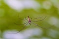 Water strider on the grayish surface of a pond Royalty Free Stock Photo