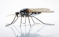 Water Strider insect isolated on a transparent background.