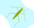 Water Strider Insect