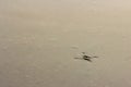 Water strider on the surface of the water Royalty Free Stock Photo