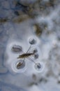 Water Strider on the surface