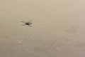 Water strider on the surface of the water Royalty Free Stock Photo