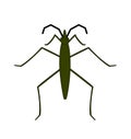 Water Strider Vector