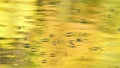 Water striders glide across golden pond