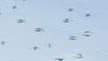 Water striders glide along mirror surface of pond