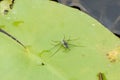 Water skimmers mating on a leaf Royalty Free Stock Photo
